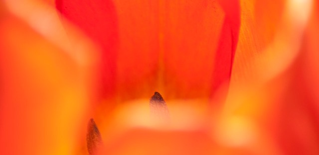 macro photography of flower interior with pistils on blurries and yellow transparencies