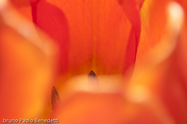macro photography of flower interior with pistils on blurries and yellow transparencies