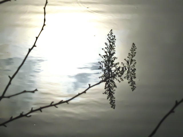 water reflections of plants and sun light in a pond