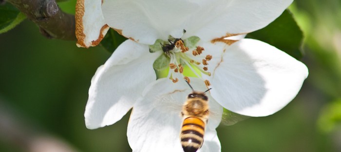 honeybee pollination on apple blossom