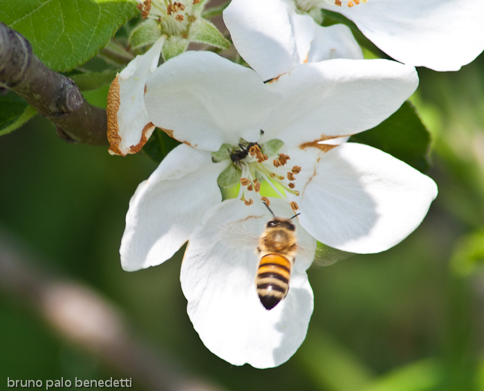 honeybee pollination on apple blossom