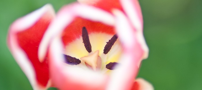 tulip flower with bright colors close-up