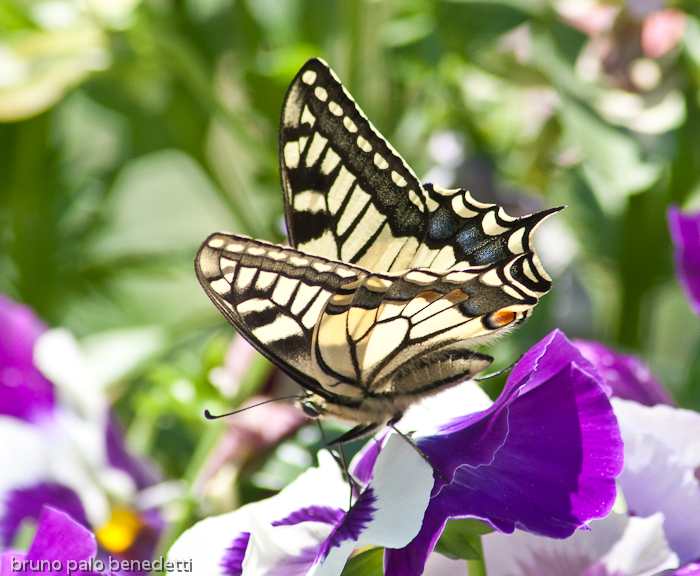 butterfly on viola flower in violet color. Side view of wings and body.