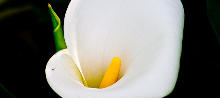 calla lily zantedeschia aethiopica close up on dark background