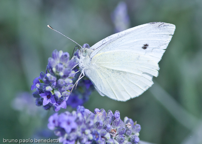 small white butterfly or small cabbage white