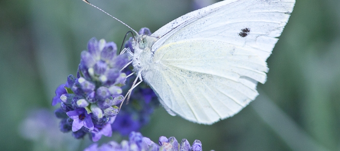 small white butterfly or small cabbage white