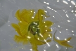 abstract fluid shape in yellow color emerging from water