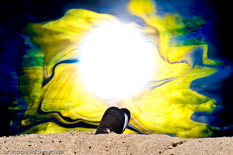 blue mussel on shore with light hole in waving yellow
