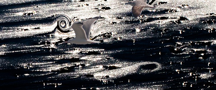two seagulls flying on light reflections on dark background