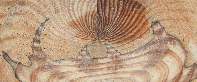 surreal spiny shape with brown shades