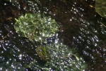 water reflections in a river in summer, small plants under water and starry lights moved by stream