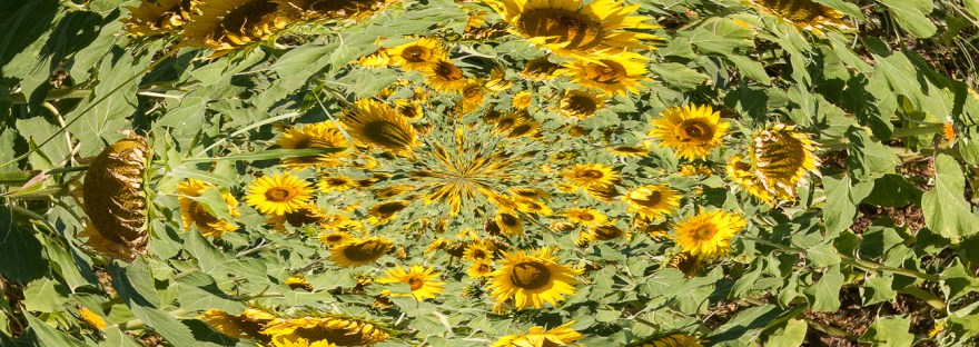 surrealism image sunflowers rising from fluid shape in vortex
