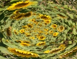 surrealism image sunflowers rising from fluid shape in vortex