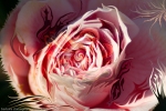 pink rose blossom like abstract image with central vortex and fluid floating natural shapes